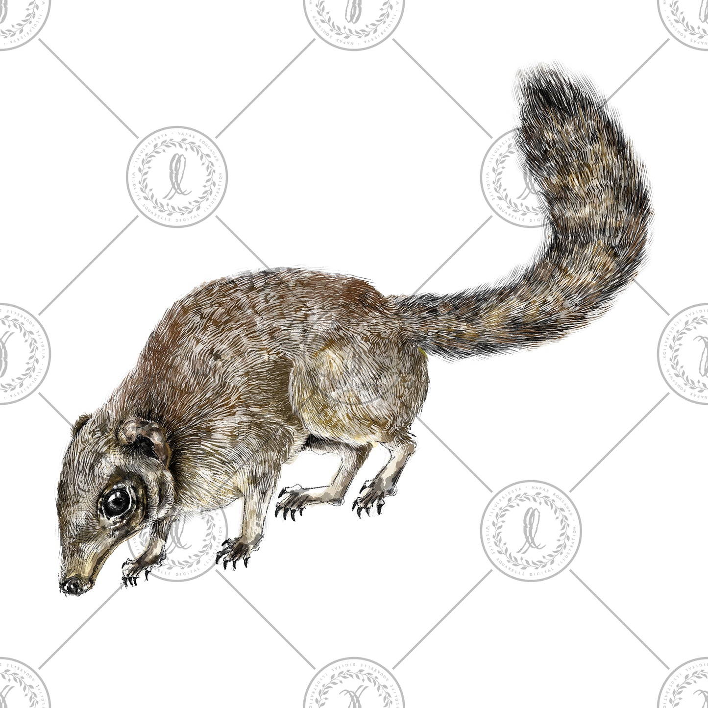 Common Treeshrew (Tupaia glis)