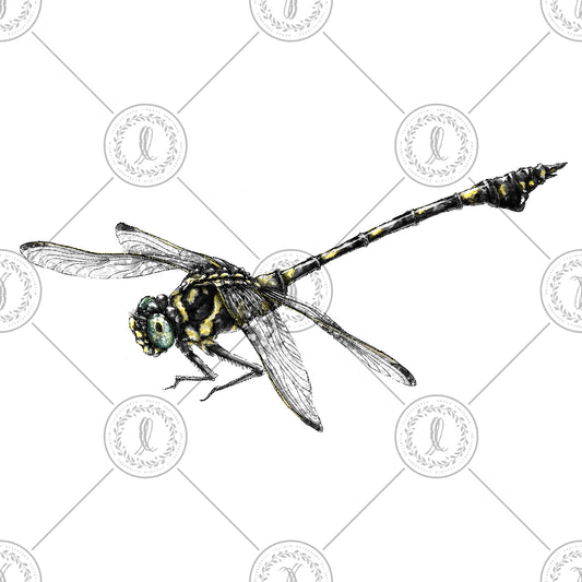 Common Clubtail (Ictinogomphus decoratus)
