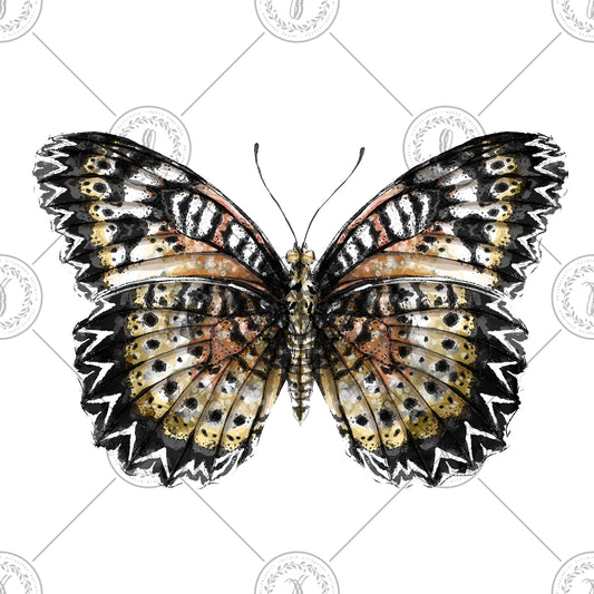 Leopard Lacewing (Cethosia cyane)